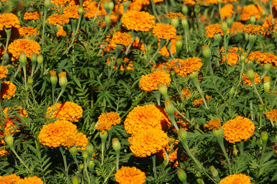 Marigold Flowers Blanco, Texas