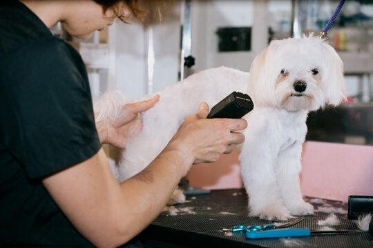 Dog Grooming Session at a Pet Salon in Bright, Modern Space