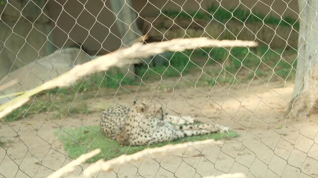 Leopard resting on grassy patch in captivity 
