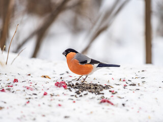 Bullfinch, pyrrhula pyrrhula, sitting on a branch without leaves in the autumn or winter.