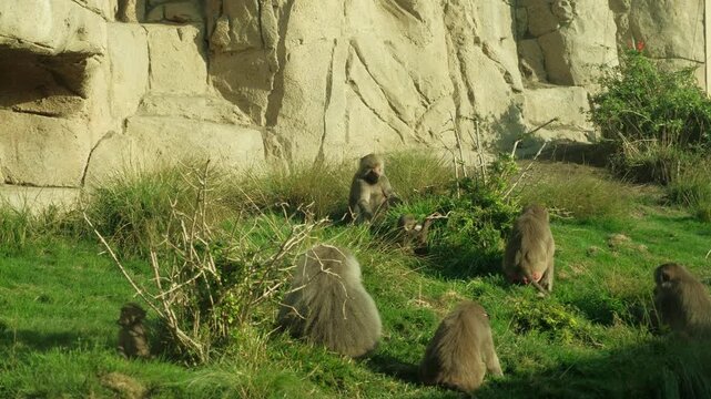 Cute baboon family sitting in long grass eating in captivity, baby baboons 