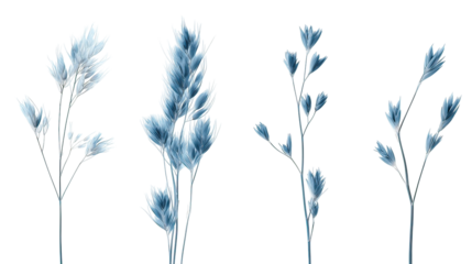 Four sets of soft bluegrass side by side isolated on transparent background