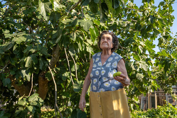 Elderly Woman Harvesting Fruit Under a Fig Tree in Summer Sunlight