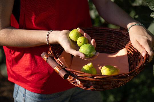 Female hand holding Picking Fresh Figs in a Sunny Orchard 