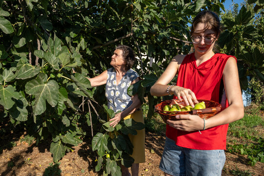 Grandmother and granddaughter Harvesting Figs in a Summer Orchard