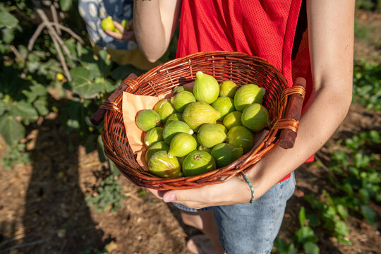 Harvesting Fresh Figs in an Orchard During a Sunny Afternoon