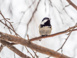 Beautiful bird Coal tit, lat. Periparus ater, sitting on a branch without leaves in the autumn or winter.