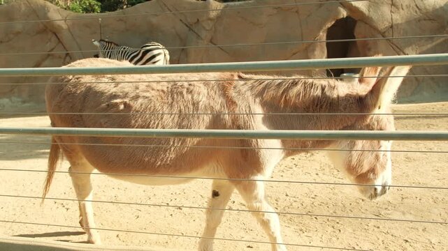 Onager (Asiatic wild ass) , Equus hemionus in captivity with zebra