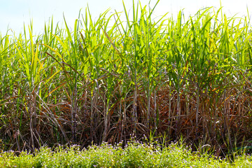 Many tall sugarcane stalks growing in the sunny field.