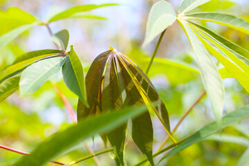 Green cassava leaves grow tall in the field.