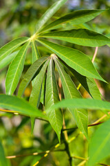 Green cassava leaves grow tall in the field.