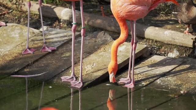 Flamingos at Higashiyama Zoo Drinking Water