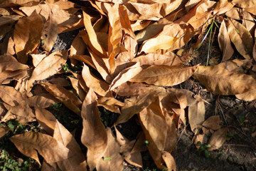 The fallen dry leaves begin to herald a new season once again.