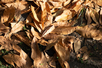 The fallen dry leaves begin to herald a new season once again.