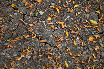 The fallen dry leaves begin to herald a new season once again.