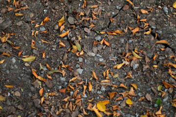 The fallen dry leaves begin to herald a new season once again.