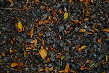 The fallen dry leaves begin to herald a new season once again.