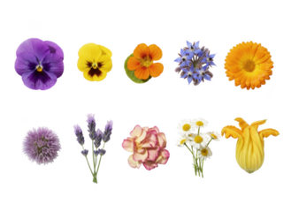 Collection of ten different colorful edible flower heads isolated on transparent background for culinary decoration and botanical study