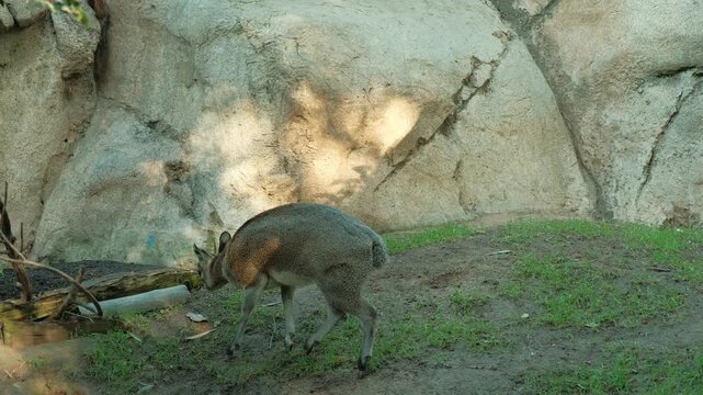 adorable Klipspringer "rock jumper" (small species of antelope native to eastern and southern Africa) wandering around its enclosure in captivity