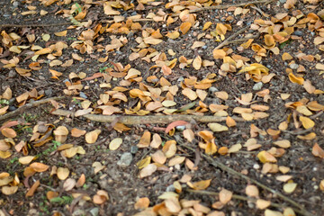 The fallen dry leaves begin to herald a new season once again.