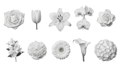Collection of ten different white flower heads and blooms isolated on transparent background for design and decoration