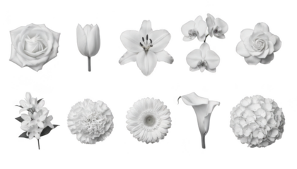 Collection of ten different white flower heads and blooms isolated on transparent background for design and decoration