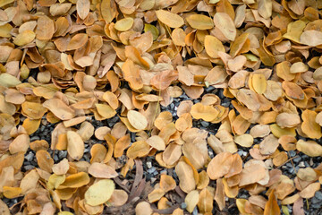 The fallen dry leaves begin to herald a new season once again.