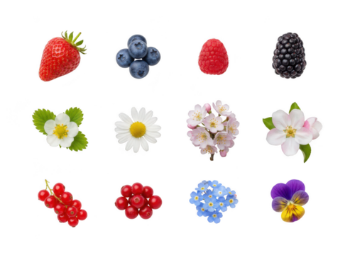 Collection of fresh summer berry fruit and flower blossom elements isolated on transparent background for healthy food design