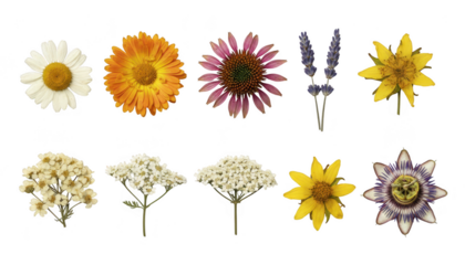 Collection of ten different colorful dried pressed flowers and herbs isolated on transparent background for craft and decoration