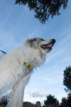 Pyrenean Mastiff on a leash under blue sky