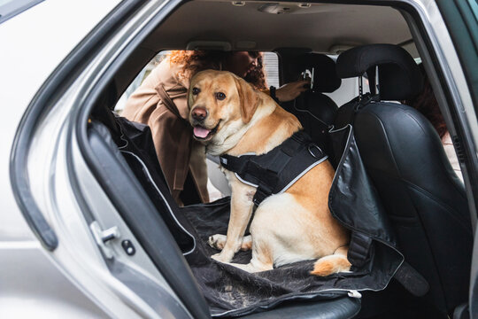Labrador Dog Secured in a Pet Seat Cover in a Car Back Seat