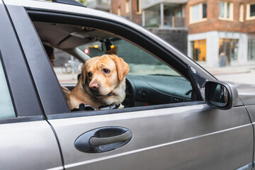 Labrador Dog Looking Out the Open Window of a Car