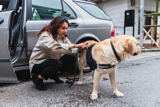 Young Woman Adjusting Harness on Her Labrador Dog Before a Car Trip