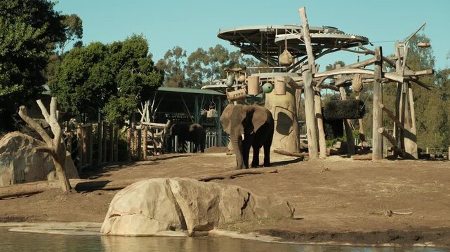 Elephants walking around in their enclosure 