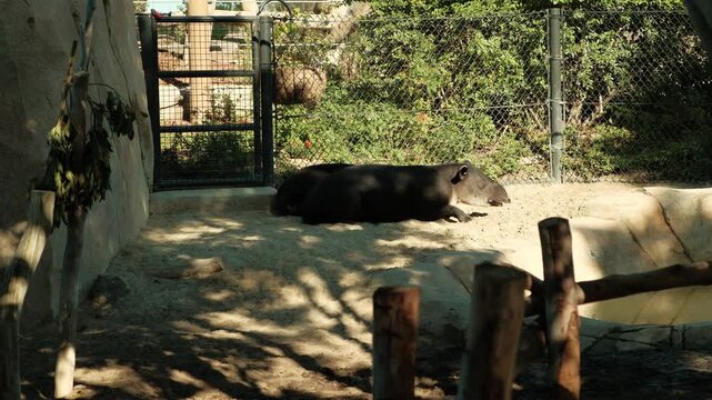 Tapir (herbivorous mammal) laying down sleeping in captivity
