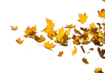 Autumn leaves falling in the wind isolated on transparent background