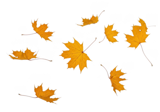 Scattered yellow maple leaves falling in autumn isolated on transparent background