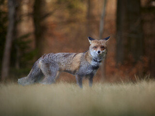 Elegant red fox standing in a proud pose and looking into the camera, artistic wildlife portrait in natural forest setting with soft blurred background, warm earthy color palette and calm peaceful atm
