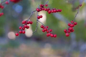 Clusters of vibrant red berries (possibly Winterberry / Ilex serrata) hang from delicate, bare branches, set against a soft, colorful background.