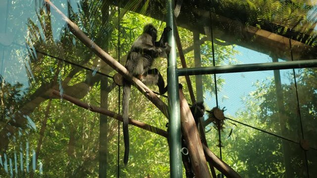 Francois Langur black monkey (Fran&ccedil;ois' leaf monkey or white-sideburned black leaf monkey) chilling in playground enclosure