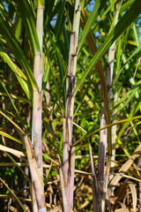 Many tall sugarcane stalks growing in the sunny field.