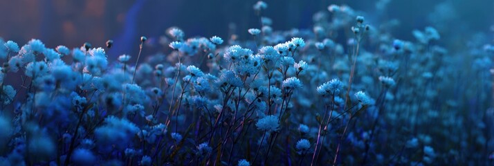 Close up of fluffy white cotton grass flowers with soft blue light and bokeh effect in a meadow white flowers