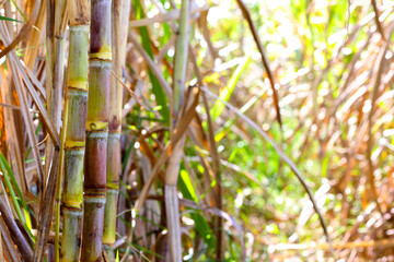 Obraz premium Close-up of a red sugarcane stalk in the sunlight.