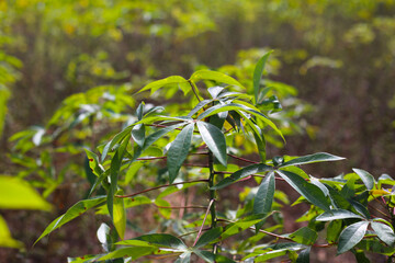 Green cassava leaves grow tall in the field.