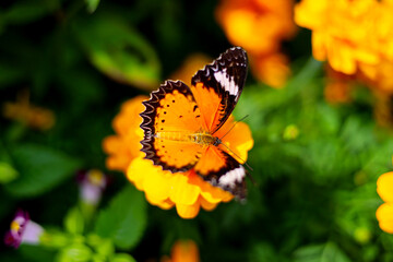 A beautiful butterfly sips sweet nectar from the vibrant garden flowers