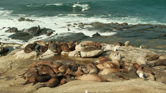 Large group of Sea lions in La Jolla Cove, San Diego, California during summer time flopping around and swimming
