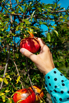 a man picking a ripe pomegranate from a tree