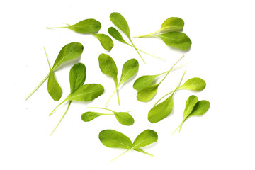 Fresh green Arugula on white background.