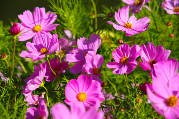 Obraz premium Pink cosmos flowers in the park