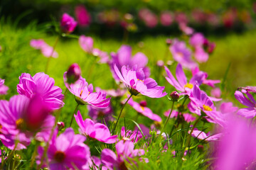 Pink cosmos flowers in the park